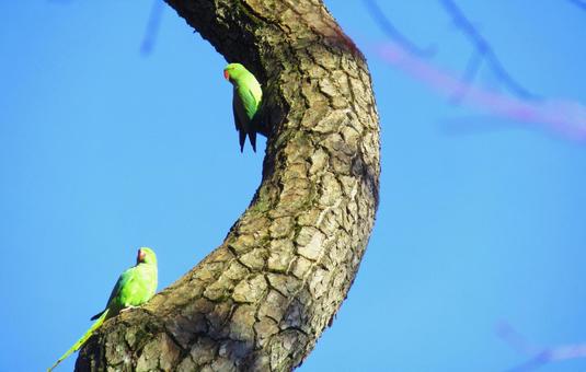 松の木とワカケホンセイインコ 松の木とワカケホンセイインコの写真