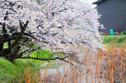 佐渡島の桜 佐渡島の桜,桜,海の写真素材
