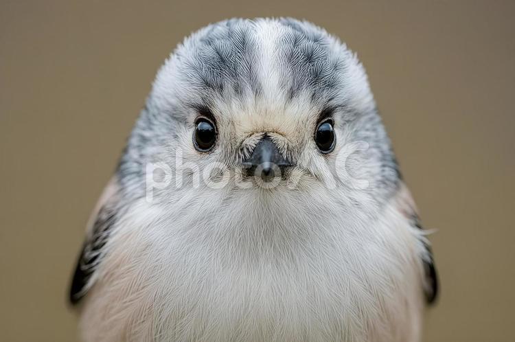 シマエナガ正面アップ シマエナガ,正面,鳥の写真素材