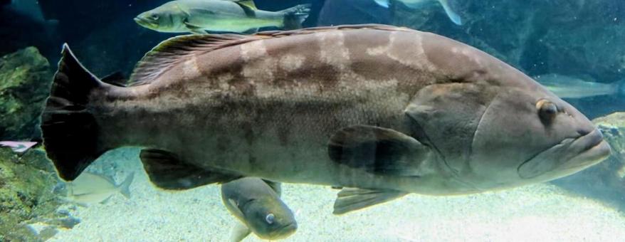 くんち料理の主役 クエ,魚,生き物の写真素材