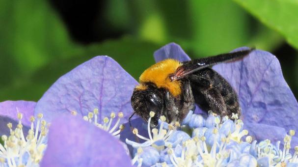 Photo, bear, bee, honeybee family, 