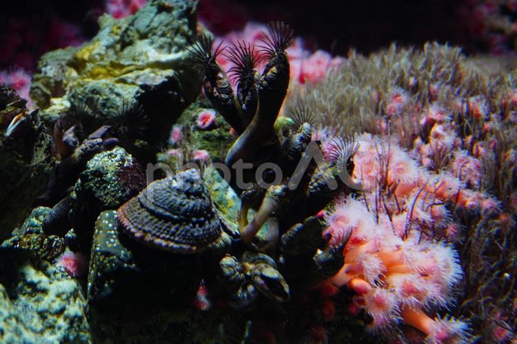 貝とイソギンチャク イソギンチャク,生き物,ストロベリーアネモネの写真素材