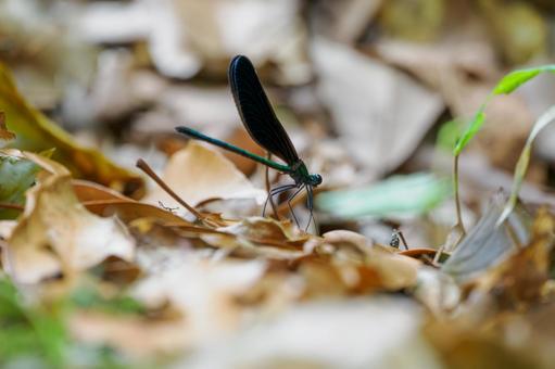 Photo, dragonfly, hagorotorbo, longhorn, 
