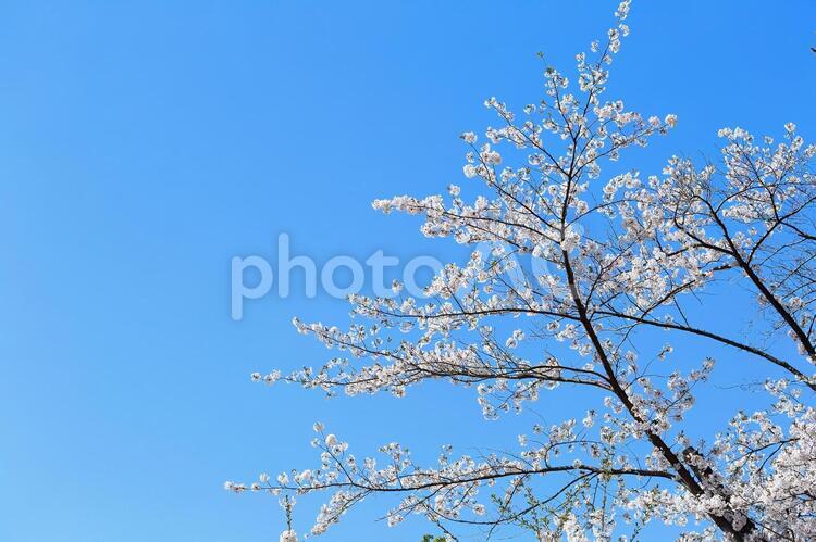 桜の花と青空 桜,染井吉野,青空の写真素材