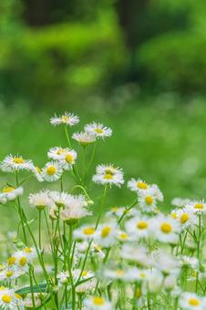 公園のヒメジョオンの写真