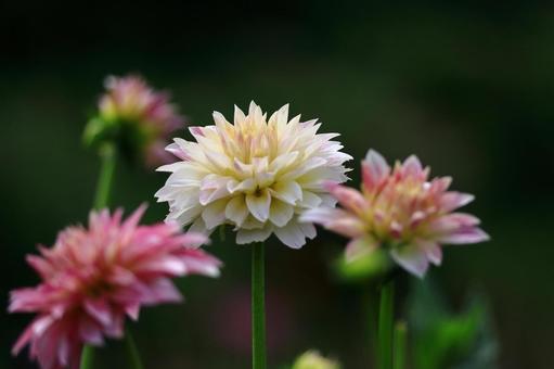 色鮮やかな大輪 色鮮やかな大輪 ダリア,花,キク科の植物の写真素材