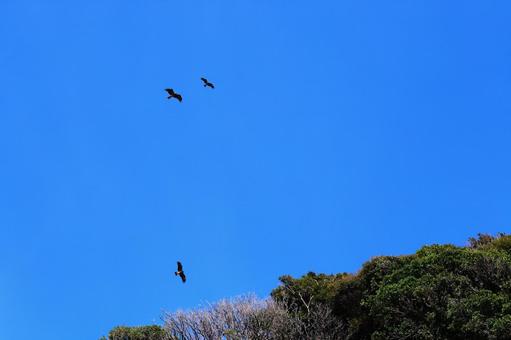 青空に飛ぶ鳶(トンビ) 青空に飛ぶ鳶(トンビ) 青空,青空背景,背景素材の写真素材