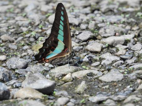 河原にとまるチョウ 河原にとまるチョウの写真