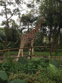 キリン キリンの写真