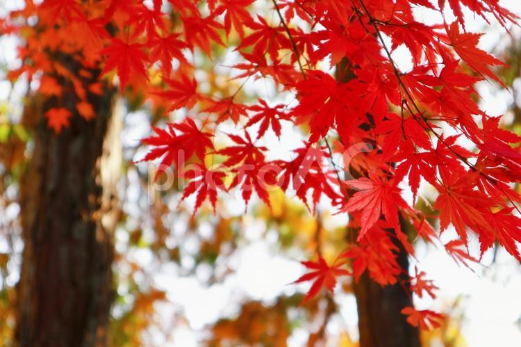 きれいな鮮やかなもみじ もみじ,紅葉,秋の写真素材