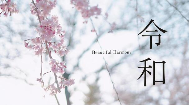 新元号「令和」桜の背景 新元号「令和」桜の背景の写真