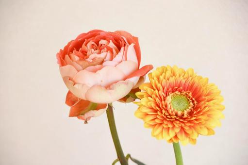 Roses and Gerberas, JPG Roses and Gerberas, JPG