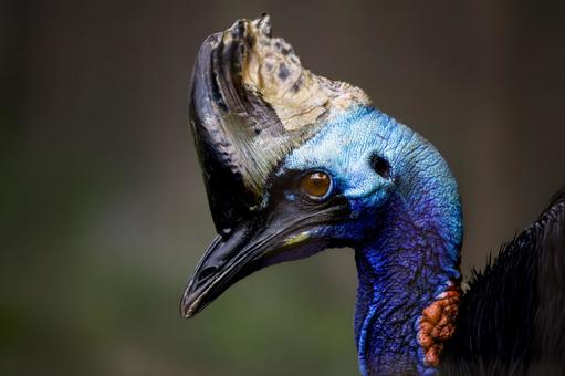 ヒクイドリの写真