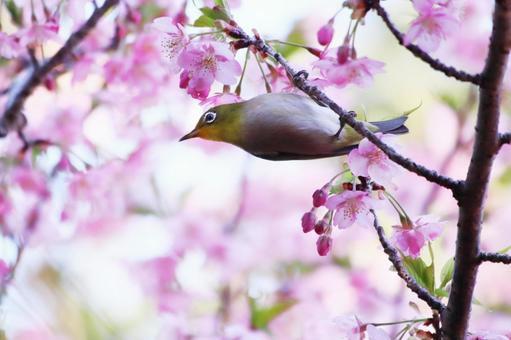 河津桜と可愛いメジロ 桜,メジロ,春の写真素材