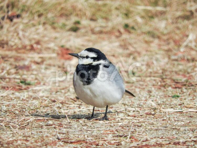 ふくらんでいるハクセキレイ アップ,冬,動物の写真素材