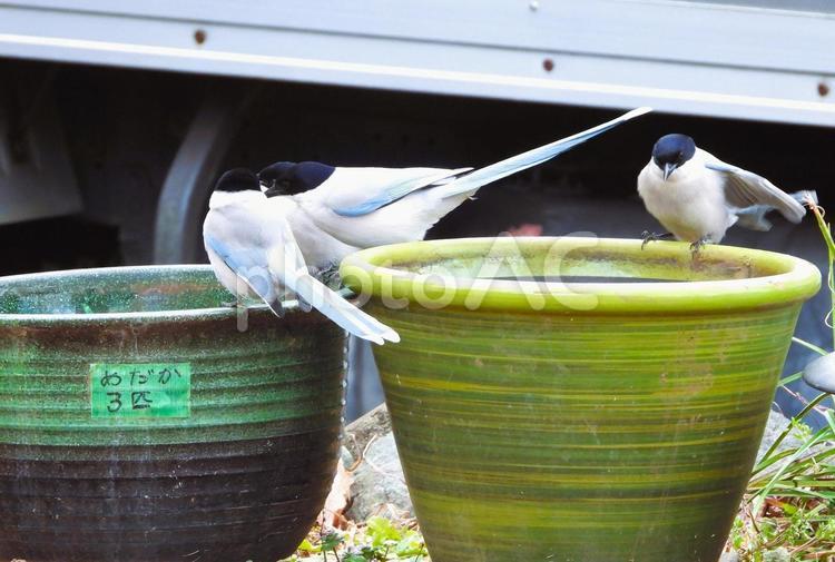 蓮鉢に水を飲みに来た尾長さん、 冬,寒い,野鳥の写真素材