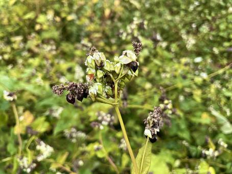 ソバの花と実 ソバの花と実 ソバ,穀物,タデ科の写真素材