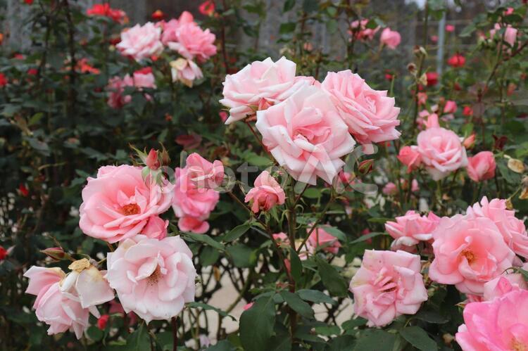 日本生まれのピンクの薔薇、プリンセスアイコ 薔薇,花,植物の写真素材