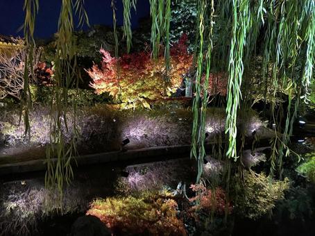 ライトアップされる紅葉 ライトアップされる紅葉の写真