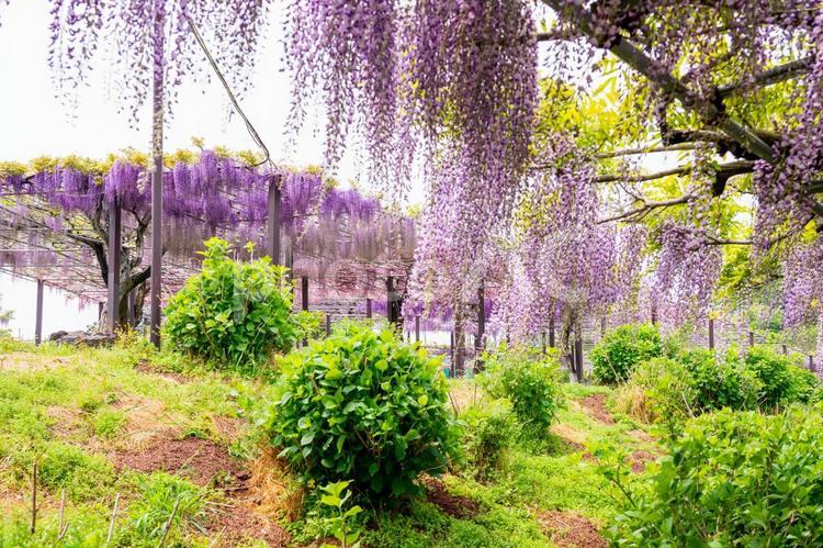 かざはやの里（藤）1 自然,景色,春の写真素材