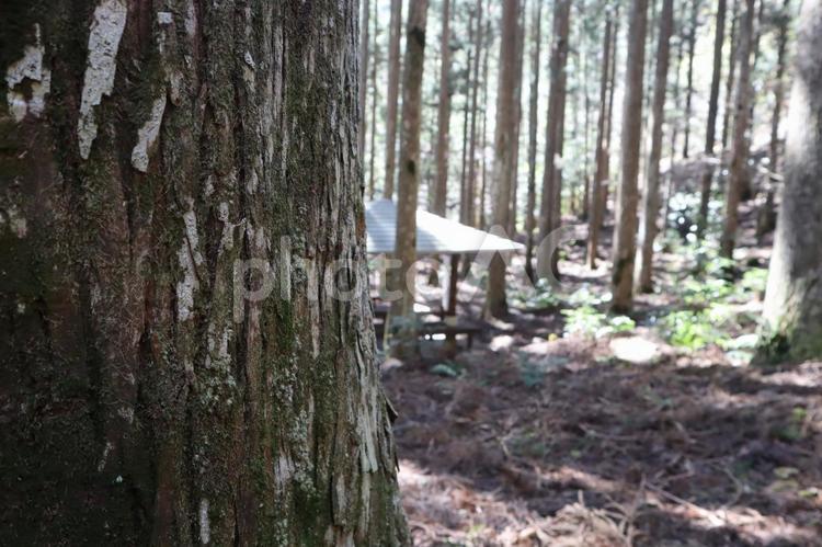 杉の森林 木,木々,暗いの写真素材