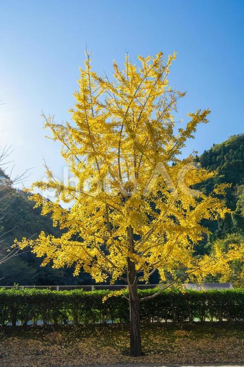 秋の気配・青空に映える黄色のイチョウ 紅葉,秋,イチョウの写真素材