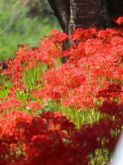 Photo, marlin, higambana, autumn, 