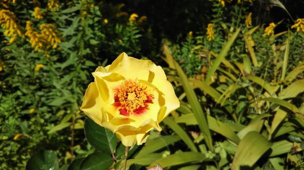 薔薇 薔薇の写真