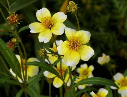 キクザキセンダングサ キクザキセンダングサ キクザキセンダングサ,菊咲栴檀草,ウインターの写真素材