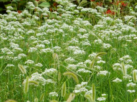 【花の写真】ニラの花の写真