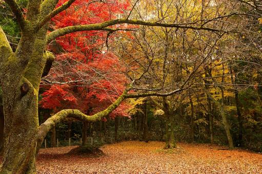 苔むした大木の枝と紅葉の森 紅葉,もみじ,モミジの写真素材