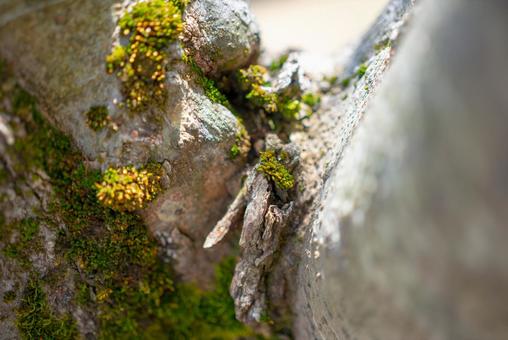 生命宿る樹皮の緑 苔,樹皮,自然の写真素材