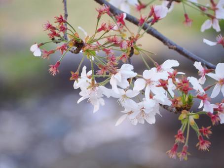 桜の白い花びらと赤いガク 桜の白い花びらと赤いガクの写真