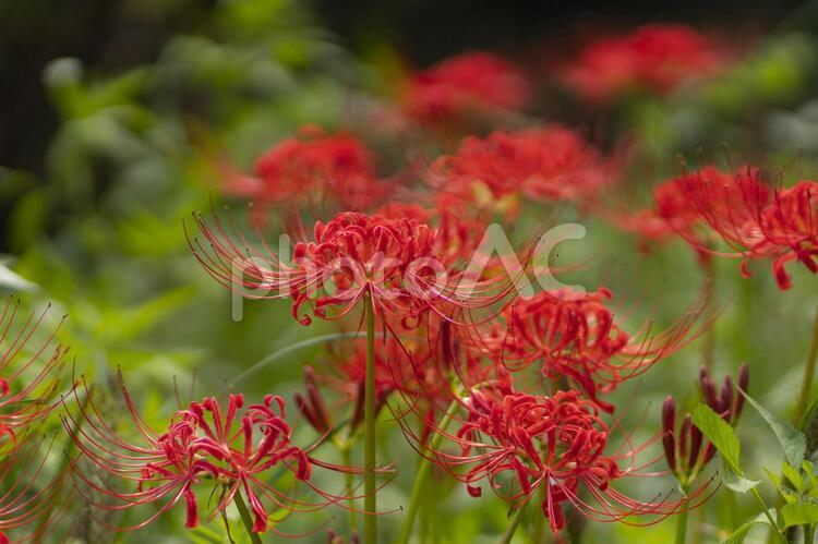 群生している彼岸花 群生,彼岸花,秋の写真素材