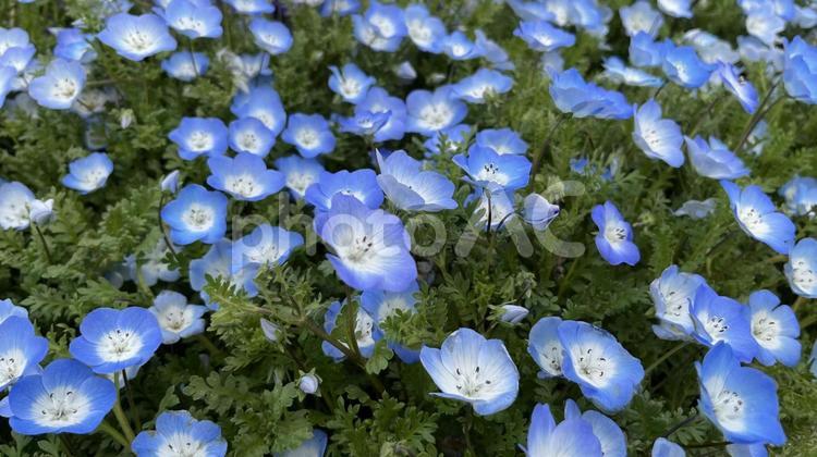 ネモフィラ（斜俯瞰） ネモフィラ,花,青い花の写真素材