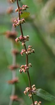 アレチギシギシの写真