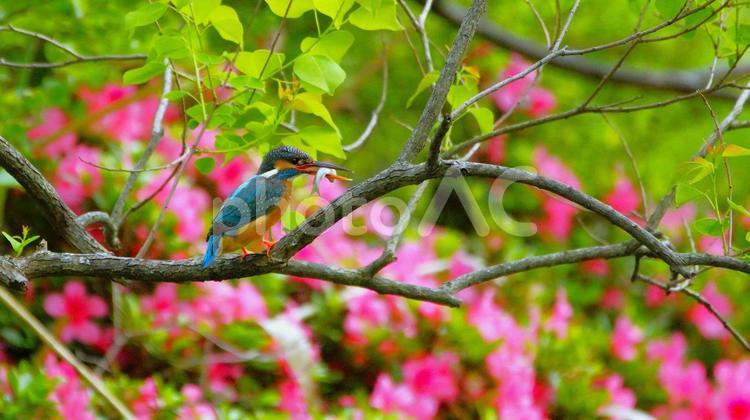 魚をくわえるカワセミ 野鳥,小鳥,カワセミの写真素材