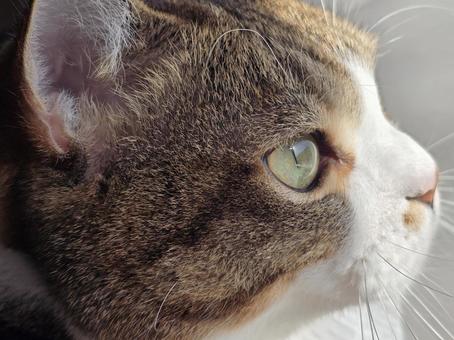 見つめる猫 猫,ネコ,ペットの写真素材