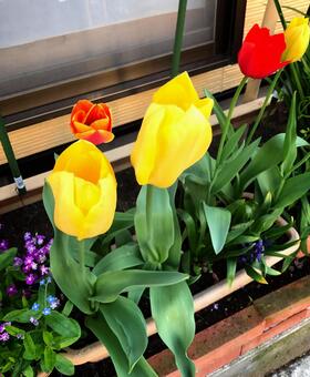 ちゅーりっぷの写真