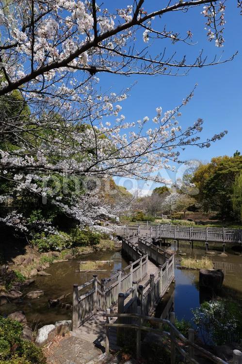 青海南ふ頭公園　桜 青海南ふ頭公園,桜,青海の写真素材