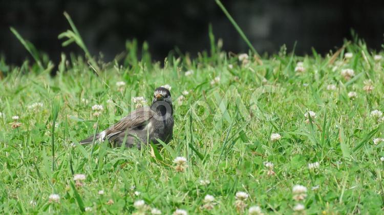 ムクドリと草原のシロツメクサ ムクドリ,鳥,野鳥の写真素材