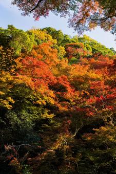 紅葉風景 紅葉風景,紅葉,箕面の写真素材