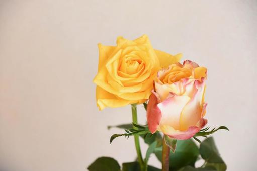 黄色とオレンジのばらの写真