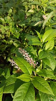 毒をもつ植物ヤマゴボウの花 毒をもつ植物ヤマゴボウの花 ヤマゴボウ,毒,花の写真素材