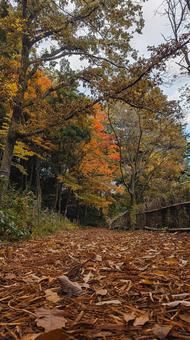 : 秋の深まり 静かな林道と色づく木々 落ち葉,落葉,枯れ葉の写真素材