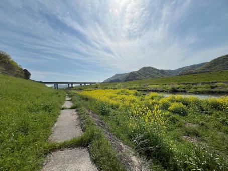 【花の写真】菜の花が咲く風景 【花の写真】菜の花が咲く風景 菜の花,なのはな,アブラナの写真素材