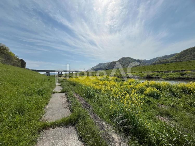 【花の写真】菜の花が咲く風景 菜の花,なのはな,アブラナの写真素材
