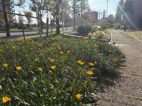 日差しに咲く黄色い花壇 花壇,黄色い花,花の写真素材