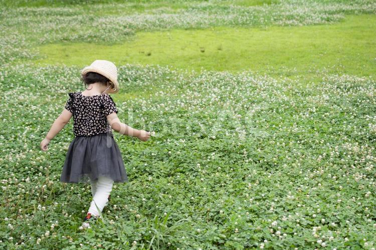 シロツメクサいっぱいの広場を歩く女の子 シロツメクサ,子供,散歩の写真素材