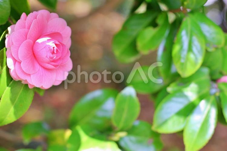 春のイメージ素材：乙女椿の花 ツバキ,椿,つばきの写真素材